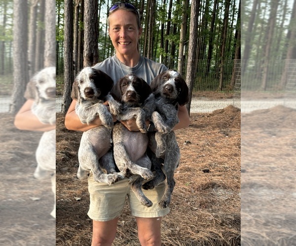 Medium Photo #1 German Wirehaired Pointer Puppy For Sale in LONGS, SC, USA