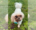 Small #3 Shih Tzu Mix