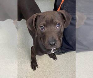 Labrador Retriever-Unknown Mix Dogs for adoption in Fayetteville, NC, USA