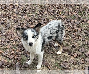 Mother of the Australian Shepherd puppies born on 03/17/2026