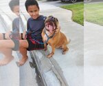 Small Photo #2 Boxer-Staffordshire Bull Terrier Mix Puppy For Sale in San Bernardino , CA, USA