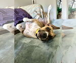 Small #7 Black Mouth Cur Mix