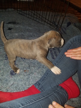 Medium Photo #13 American Pit Bull Terrier Puppy For Sale in GRIFFIN, GA, USA