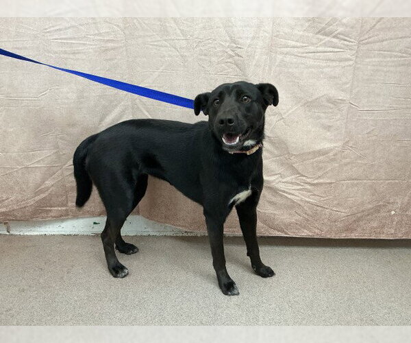 Medium Photo #1 Labrador Retriever-Unknown Mix Puppy For Sale in San Bernardino, CA, USA
