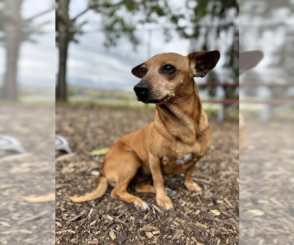 Medium Photo #1 Chiweenie Puppy For Sale in Fremont, CA, USA
