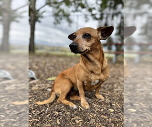 Chiweenie Dogs for adoption in Fremont, CA, USA
