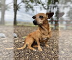 Small Chiweenie