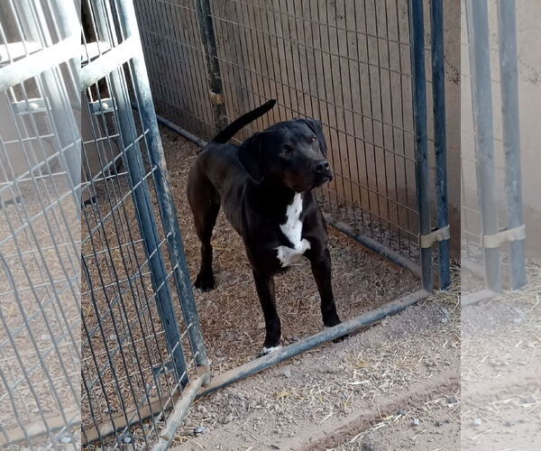 Medium Photo #1 American Staffordshire Terrier Puppy For Sale in Golden Valley, AZ, USA