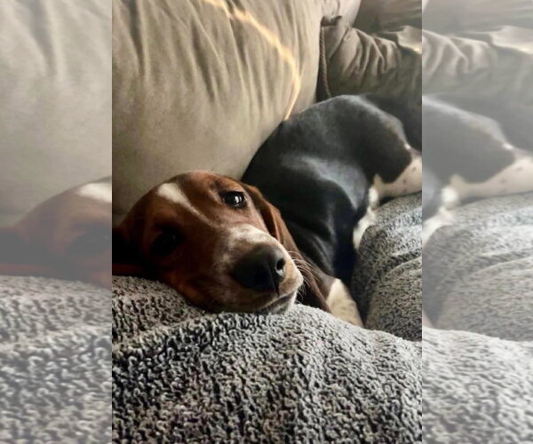 Medium Photo #3 Basset Hound Puppy For Sale in Brookville, OH, USA
