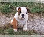 Small Photo #4 English Bulldog Puppy For Sale in GREEN FOREST, AR, USA