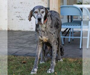 Mother of the Great Dane puppies born on 05/22/2025