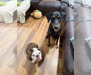 Vinny Foster needed! - Male Doberman Pinscher Dog for Adoption - Photo #2