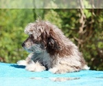 Small #21 ShihPoo