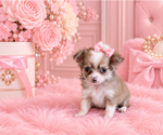 Financing - Female Chihuahua Puppy for Sale - Photo #17
