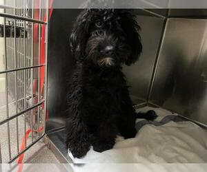 Miniature Labradoodle Dogs for adoption in Pasadena, CA, USA