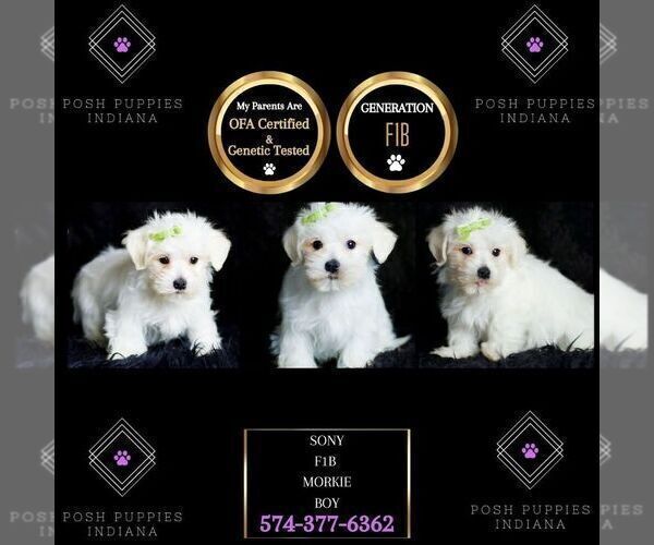 Medium Photo #87 Morkie Puppy For Sale in WARSAW, IN, USA