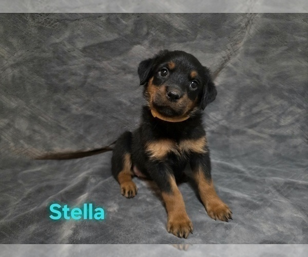 Medium Photo #7 Rottweiler Puppy For Sale in COTTLEVILLE, MO, USA
