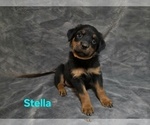 Small #6 Rottweiler