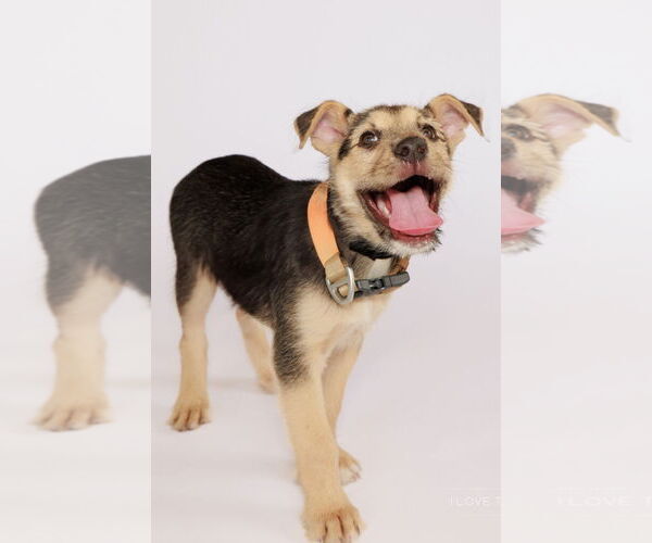 Medium Photo #2 German Shepherd Dog-Unknown Mix Puppy For Sale in The Woodlands, TX, USA