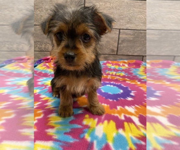 Medium Photo #2 Yorkshire Terrier Puppy For Sale in RICHMOND, IL, USA