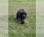 Small Photo #1 Newfoundland Puppy For Sale in RENSSELAER, IN, USA
