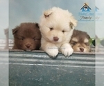 Small Photo #19 Pomeranian-Pomsky Mix Puppy For Sale in RAMSEY, MN, USA