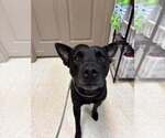 Milo (AL) - Male Mutt Dog for Adoption - Small photo