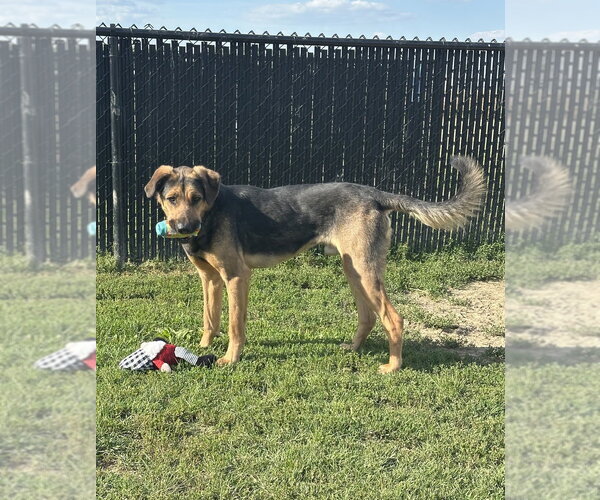 Medium Photo #19 Rottweiler-Siberian Husky Mix Puppy For Sale in Evansville, IN, USA