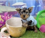 Small #1 Yorkshire Terrier