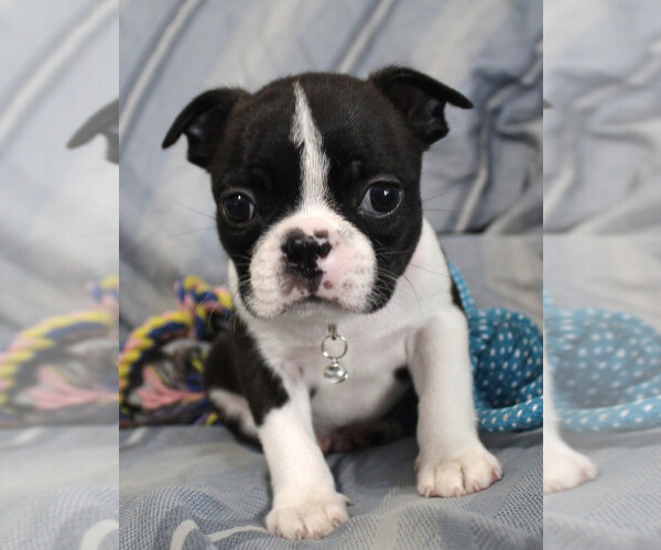 Medium Photo #3 Boston Terrier Puppy For Sale in BROOKSVILLE, FL, USA