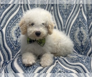 Goldendoodle (Miniature) Puppy for sale in LAKELAND, FL, USA