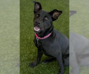 NOVA - Female Labrador Retriever Dog for Adoption - Photo #3