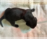 Small Photo #4 Labrador Retriever Puppy For Sale in LA CONNER, WA, USA