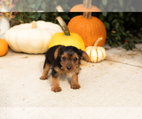 Medium Photo #5 Yorkshire Terrier Puppy For Sale in NAPPANEE, IN, USA