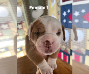 American Bulldog Puppy for sale in WATERTOWN, WI, USA