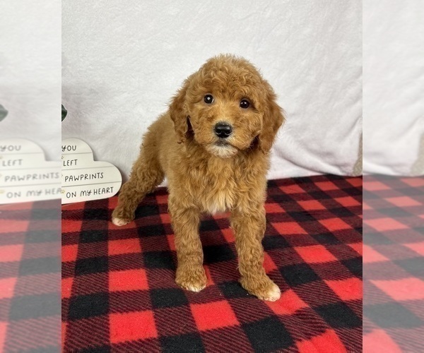 Medium Photo #6 Goldendoodle (Miniature) Puppy For Sale in GREENFIELD, IN, USA