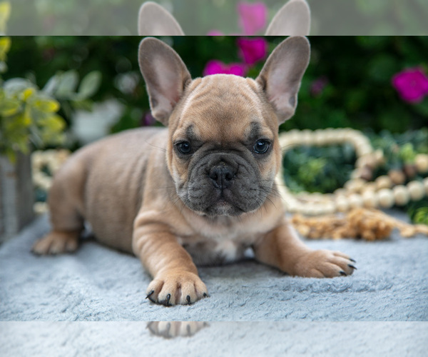 Medium Photo #1 French Bulldog Puppy For Sale in GRABILL, IN, USA