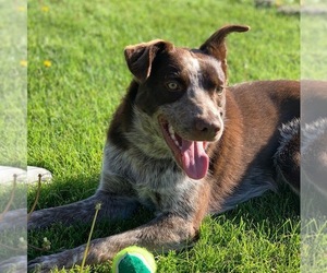 Australian Cattle Dog Dogs for adoption in REXBURG, ID, USA