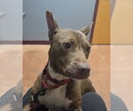 Small Photo #4 Mutt Puppy For Sale in Spotsylvania, VA, USA