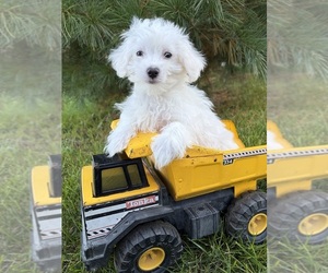 Maltese Puppy for sale in MIDDLEBURY, IN, USA