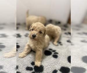Maltipoo Puppy for sale in TAMPA, FL, USA