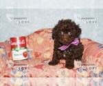 Image preview for Ad Listing. Nickname: AKC MICRO TCP C