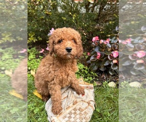 Cockapoo Puppy for sale in MIDDLEBURY, IN, USA