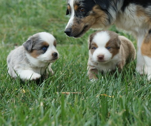 Australian Shepherd Puppy for sale in LOMA, CO, USA