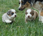 Small Australian Shepherd