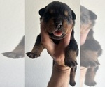 Small #1 Rottweiler