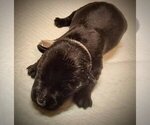 Small Photo #7 Scottish Terrier Puppy For Sale in WHITE CITY, OR, USA