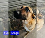Small #3 German Shepherd Dog Mix