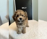 Puppy Sally Maltipoo