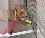 Small #21 American Staffordshire Terrier Mix